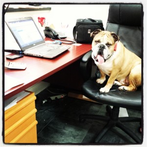 Oscar Dog Office