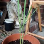 lemongrass plant cocinerita