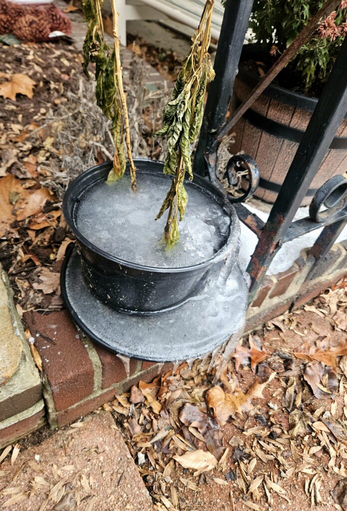 frozen plant